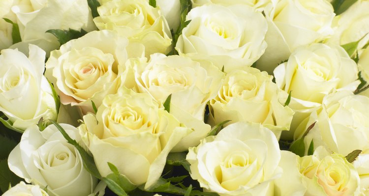 Bunch Of Cream Roses