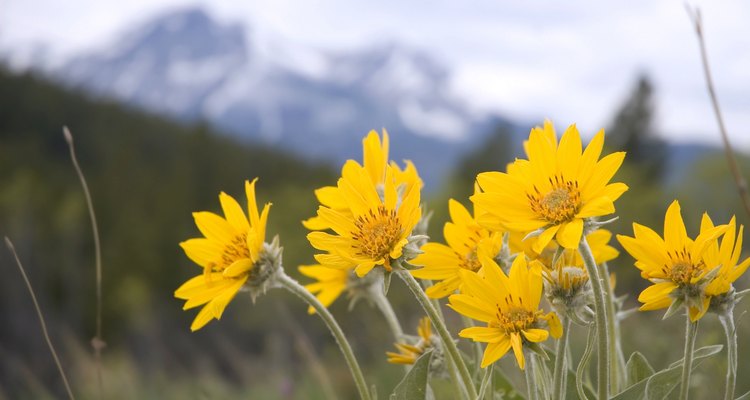 Arnica Wild flower