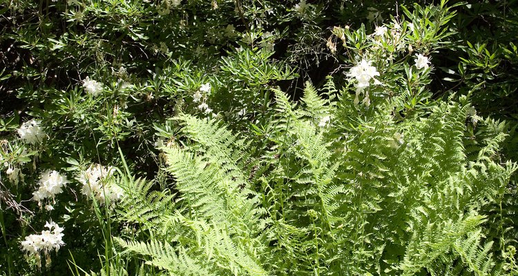 Fern leaves that turn black are suffering from a disease.
