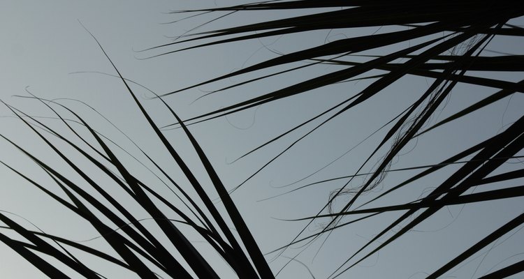 Las palmeras enanas prosperan en suelos fértiles de buen drenaje.