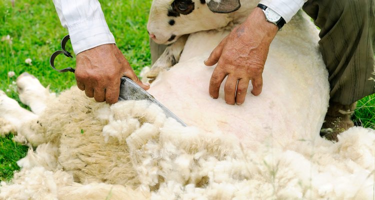 Shearing sheep