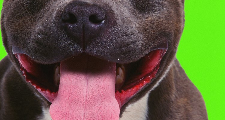 Los pitbull blue nose pueden criarse para ser perros cariñosos de familia.
