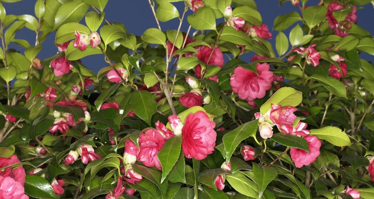 Como enraizar camélia (Camellia japonica) |