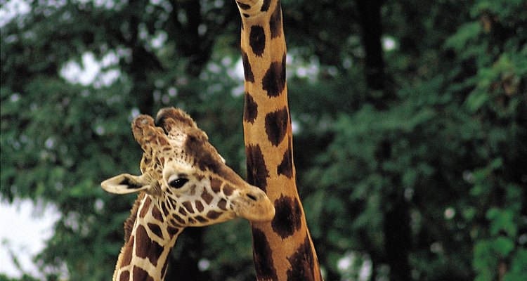El largo cuello de la jirafa evolucionó para permitir el acceso a otras fuentes de alimentos.