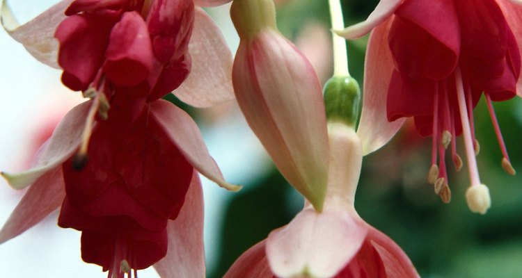Hardy fuchsia can grow for years in a sunny landscape.