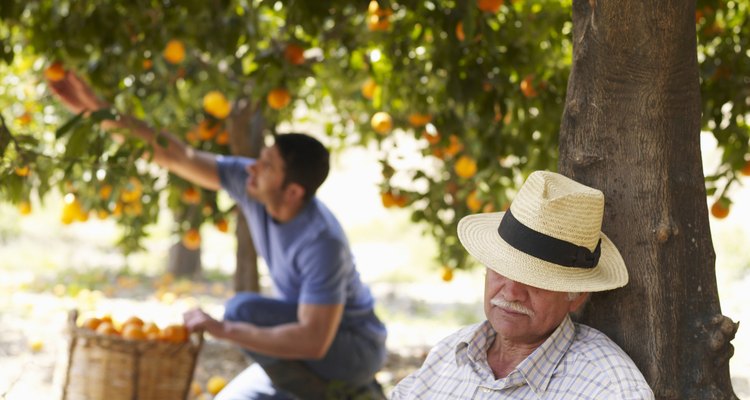 Folhas amarelas em laranjeiras podem indicar doenças ou falta de nutrientes