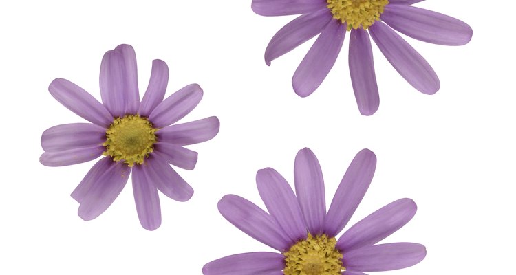 Marguerites come in many colours and different flower shapes.