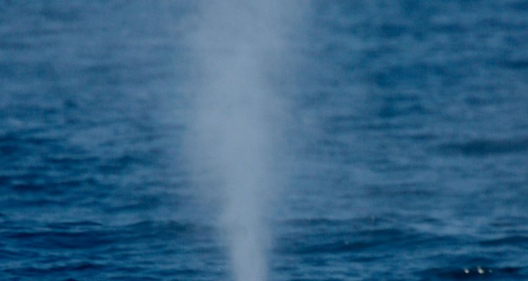 Aproximadamente 2000 ballenas azules viven en la costa de California.