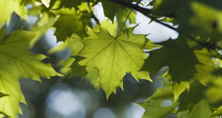 Las hojas de las plantas que se encuentran al aire libre pueden padecer diversas enfermedades.
