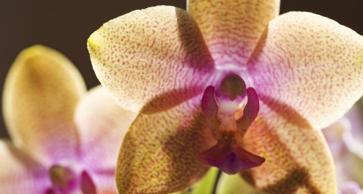 Flor da orquídea Phalaenopsis, em que é possível ver suas três sépalas e três pétalas