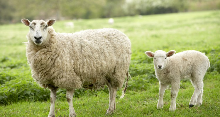 Mother sheep with baby