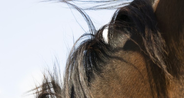 A crina de uma cavalo de competição deve descansar de maneira impecável e uniforme na lateral direita do seu pescoço