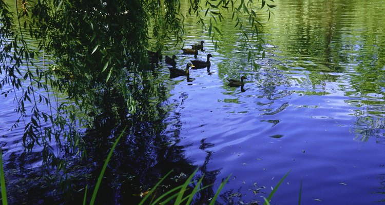 Plantings of trees along river banks can provide shelter for aquatic wildlife.