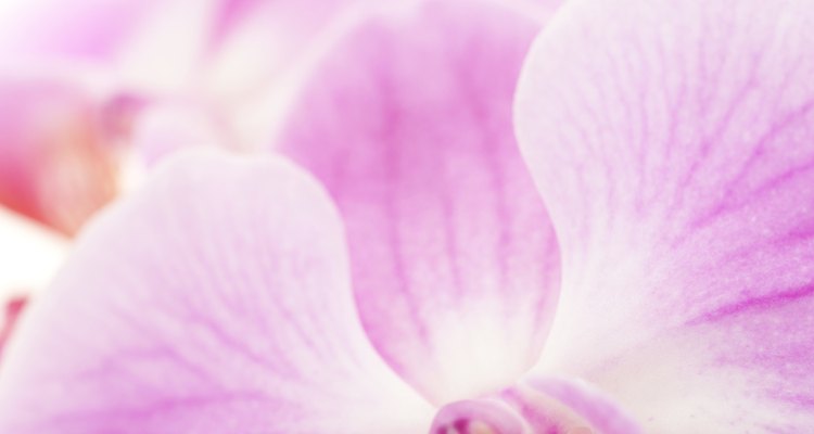 Some orchids can survive in the lower portion of the emergent layer.