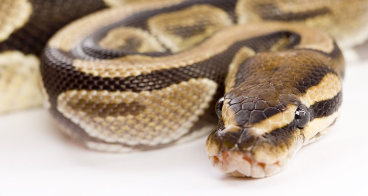 Las serpientes son de sangre fría y suelen hibernar para sobrevivir a las temperaturas extremas.