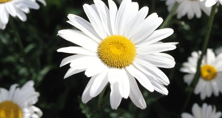 Marguerite daisies are cheerful, easy-care flowers.