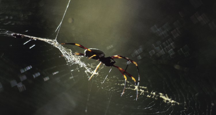 Aunque son muy temidas, pocas arañas son peligrosas para los seres humanos y todas ayudan a reducir las poblaciones de insectos.