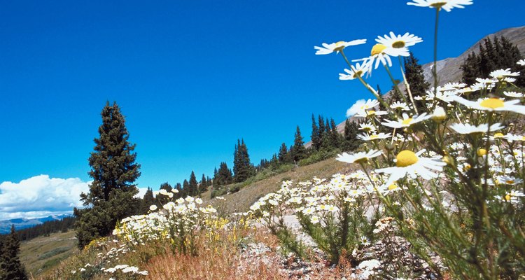 Las flores silvestres son comunes en las montañas cerca del camino Herman Gulch.