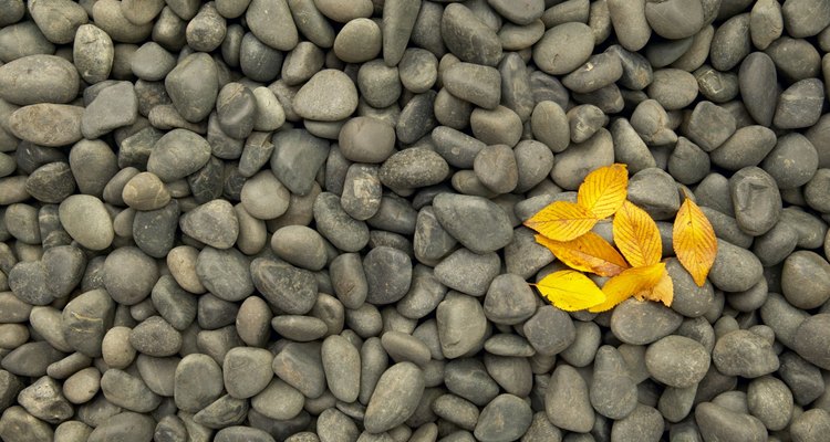 Las rocas pequeñas le agregan contraste a los pétalos vibrantes y suaves.