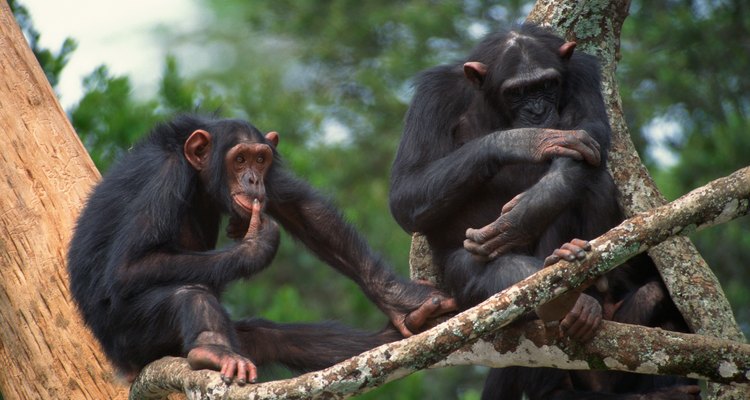 Los chimpancés comen tanto plantas como animales en la selva tropical.