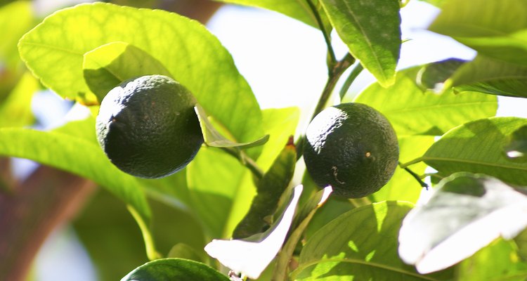 Recuperar uma árvore de citrus tem suas vantagens, entre elas, frutas frescas