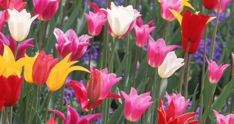 Un lecho de tulipanes con forma de taza de diferentes colores.