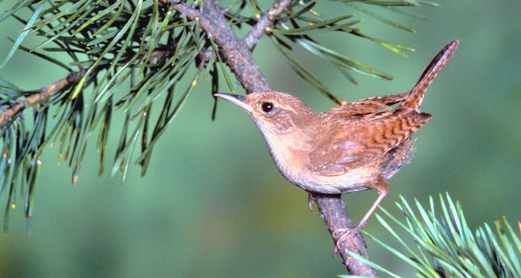 A tiny wren, with pointed beak and upright tail