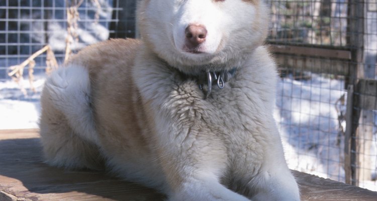 Os huskies siberianos se tornaram animais populares depois do filme de Cuba Gooding Jr., "Neve pra Cachorro"