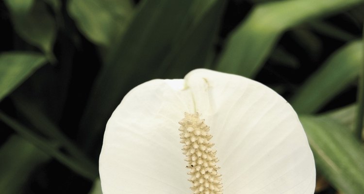 Las condiciones de interior de baja luz en un cuarto de baño limitan la selección de plantas con flores.