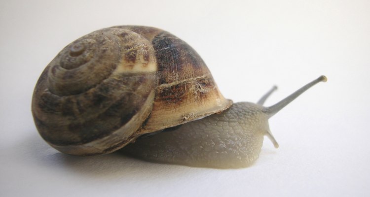 Bring a common garden snail into the classroom.