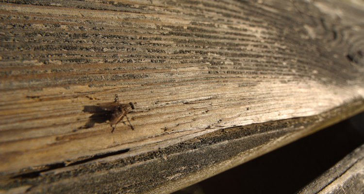 Las moscas se reproducen rápidamente en lugares donde hay alimentos y terrenos fértiles.