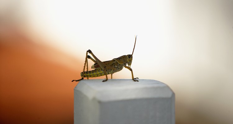 Remove dead crickets promptly to prevent attracting other insects.