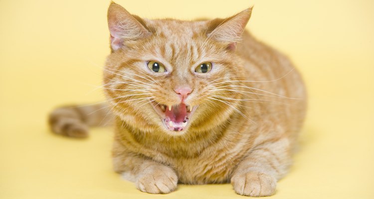 Gatos silvam e rosnam quando se sentem ameaçados