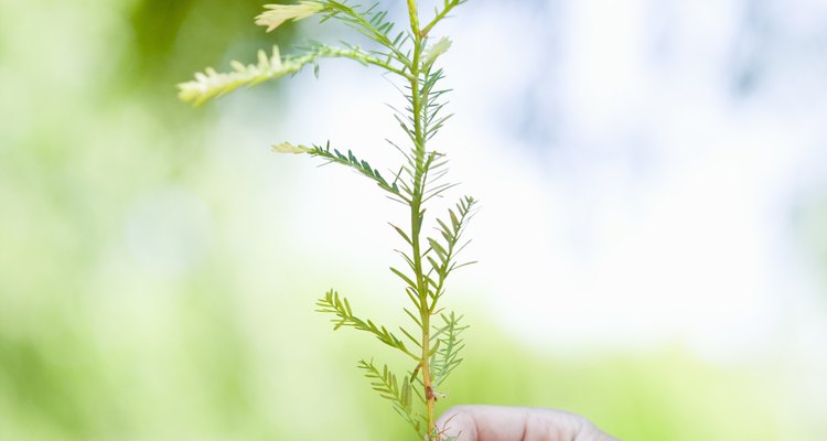 This little tree grew from one seed found inside a pine cone.