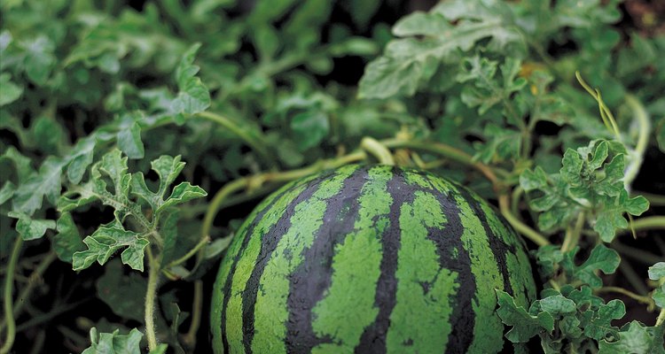 As melancias crescem melhor em terra com alto conteúdo de material orgânico
