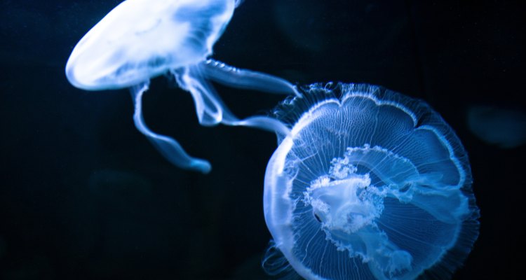 As águas-vivas podem se reproduzir copulando ou desovando, como sapos e peixes