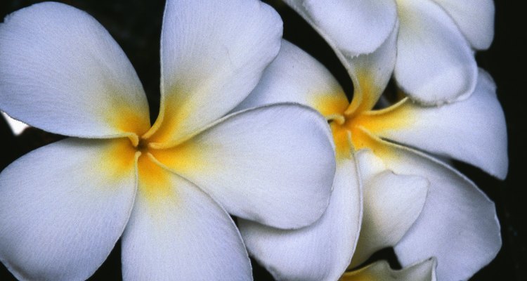 Típica flor havaiana