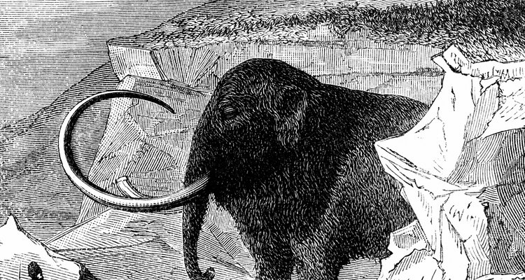 El mamut lanudo está entre los mamíferos prehistóricos mejor conocidos.