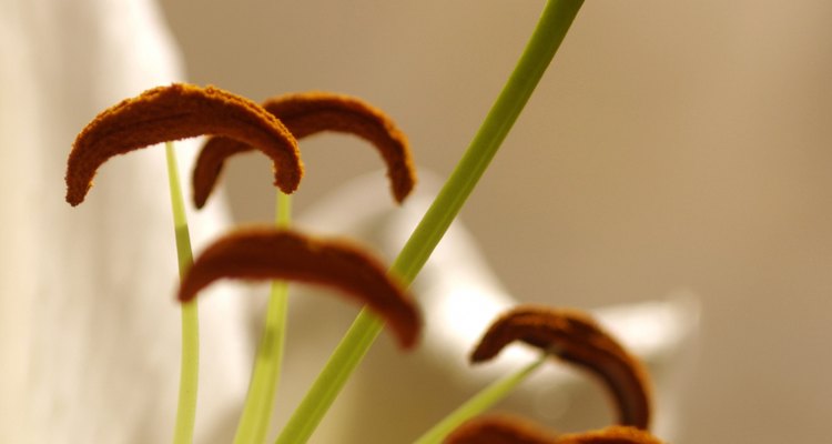 Rodeado por estambres, el pistilo de este lirio se proyecta desde el centro de la flor.