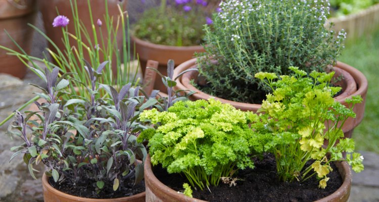 Plants like herbs that do well in containers are good candidates for shallow soil.