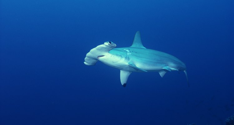 Un tiburón hembra cabeza de martillo en cautividad dio a luz.