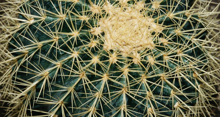 Riega el cactus temprano en la mañana para reducir el riesgo de que se pudra.