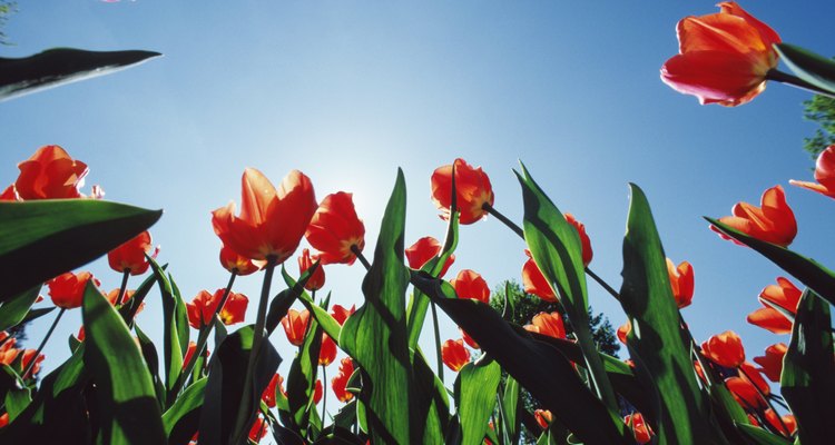 Las flores de tulipán se abren al sol y se cierran en situaciones de poca luz.