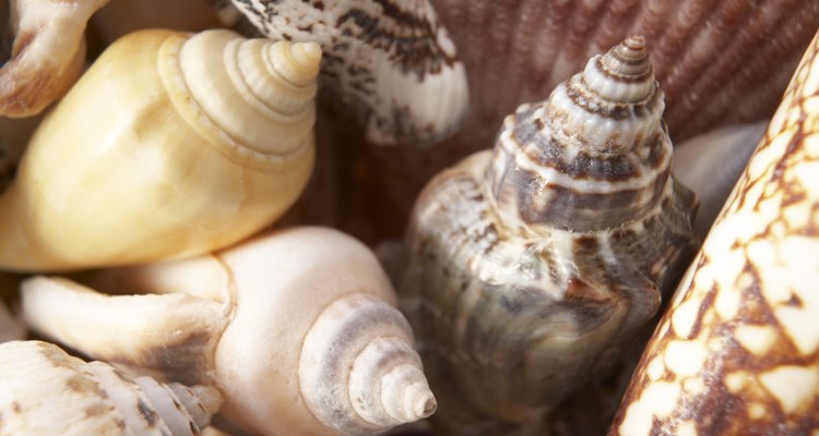 As conchas vêm em todos os tons, formas e tamanhos