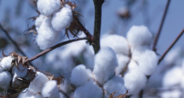 El algodón es una fibra de crecimiento natural obtenida de la planta de algodón.