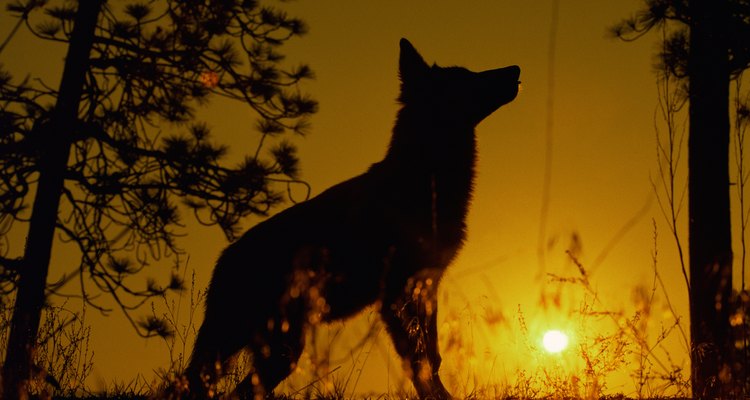 Los lobos son vistos como cazadores, espíritus y ancestros de los hombres.