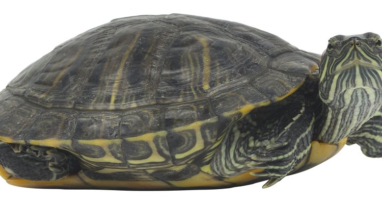 Las tortugas deslizadoras de orejas rojas se comprar generalmente como mascotas.