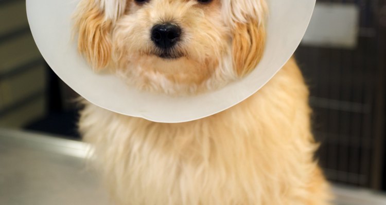 O cone, visto aqui em um cachorro, também é usado em gatos