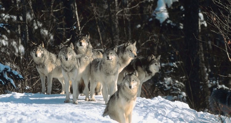 Las manadas de lobos se involucran en competiciones intraespecíficas por las parejas y el alimento.