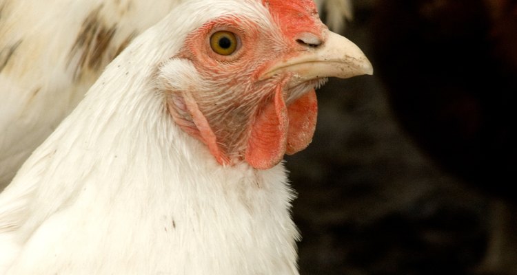 Los pollos producen uno de los fertilizantes con más nutrientes.